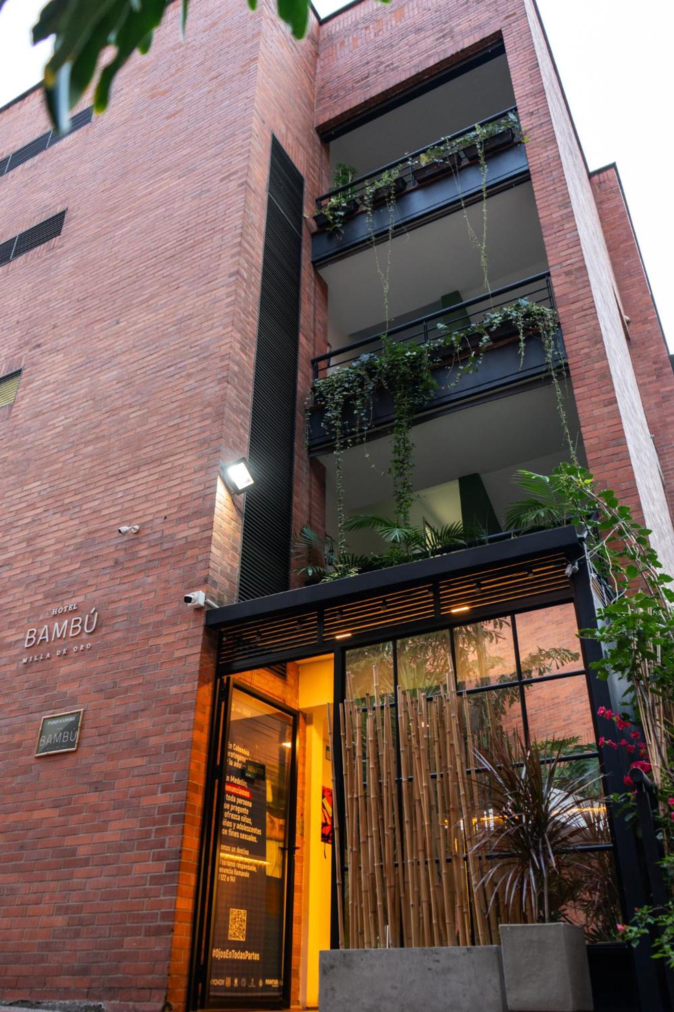 Bambu Milla De Oro Medellin